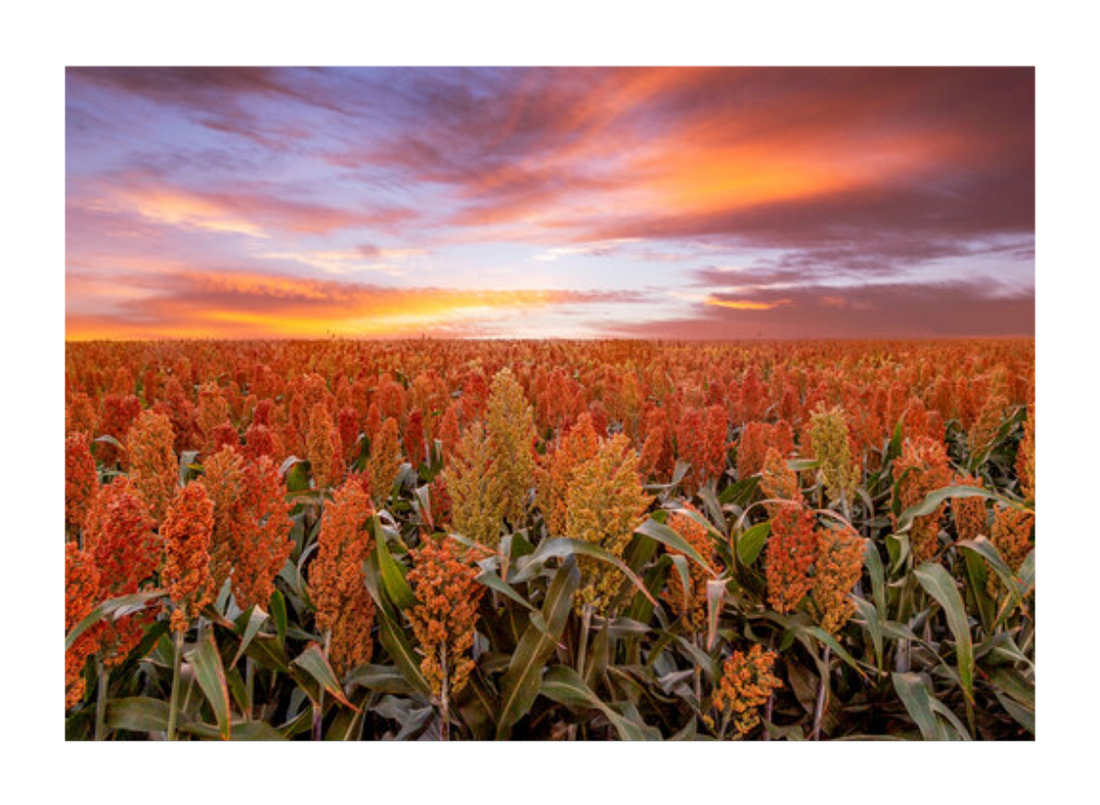 Sorghum & DHT - The Forgotten Grain of Masculinity